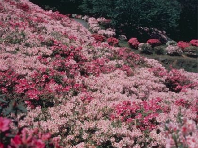 �A�C�����h�p�[�N�̃c�c�W�̎ʐ^1