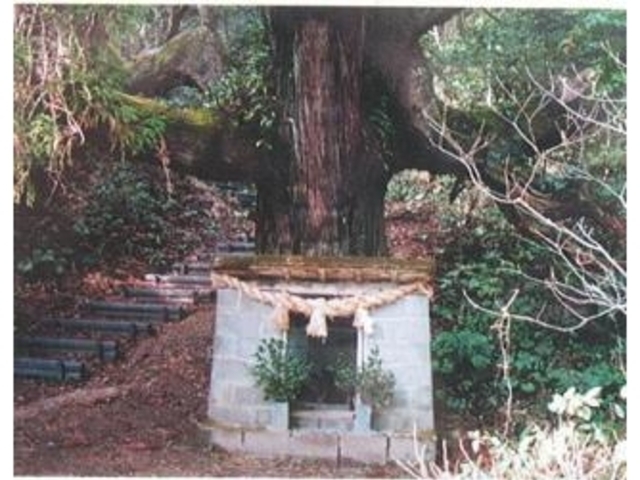 ��{���̎ʐ^1