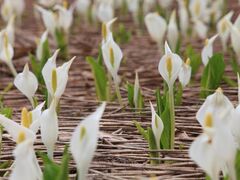 �ӂ̐X�̐��m�Ԃ̎ʐ^1