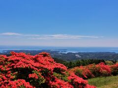 田束山のレンゲツツジの写真1