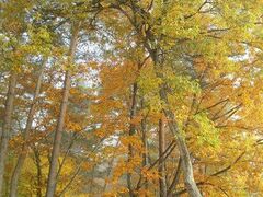 ���钬�ӂ邳�ƐX�ь����̎ʐ^1