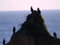 �E�~�E�ߊl��i��ʌ��J�j�̎ʐ^1