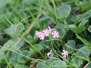 ��Ë�x�̃n�N�T���R�U�N���̎ʐ^1