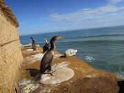 �E�~�E�ߊl��i��ʌ��J�j�̎ʐ^2