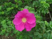 n}iXni錧s召uj̎ʐ^1