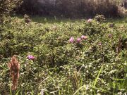 n}iXni錧s召uj̎ʐ^2