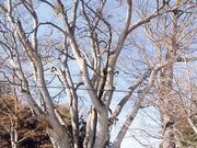 �G�m�L�i���`�_�Ђ̃G�m�L�j�̎ʐ^1