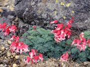 �R�}�N�T�̎ʐ^1