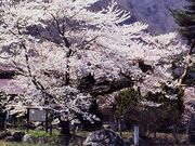 ���M�̂��������̎ʐ^1