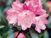 �鍳�P�r�̃V���N�i�Q�̎ʐ^1