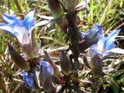 �H�g��̎R�쑐�̎ʐ^1