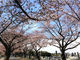 緑ケ丘霊園の桜の写真2