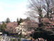 緑ケ丘霊園の桜の写真4