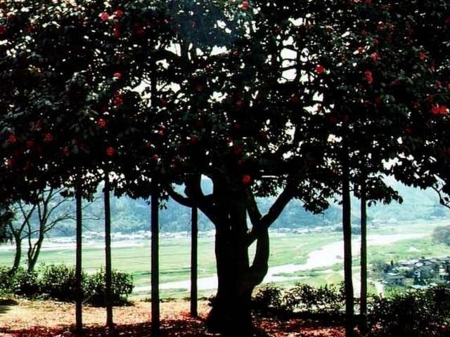 ���y���̎U��ւ̎ʐ^1