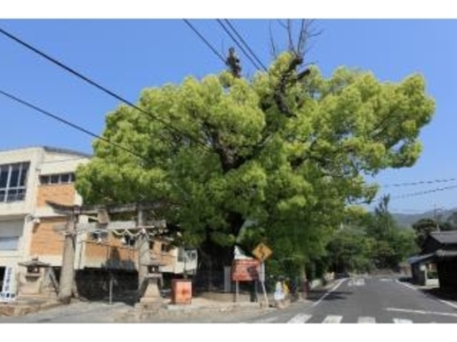 ���q�����̃N�X�̖؂̎ʐ^1