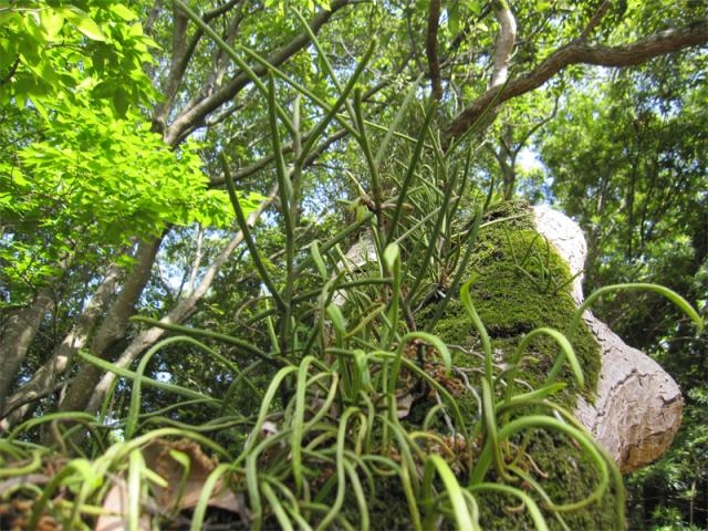 �g�ǐ�̃{�E���������n�̎ʐ^1