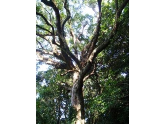 �Ԓr�̓팴���т̎ʐ^1