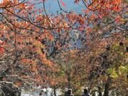 ����]���̔����؂̎ʐ^1