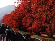 ����]���̔����؂̎ʐ^2