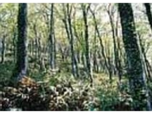 ���n�̂܂܂̎��R�т����̂܂܎c��u�i��_���_�R�n�̃u�i��