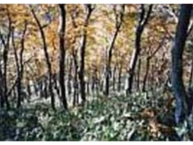 ���炩�ȗt�����t���āA���������_���_�R�n�̃u�i��