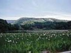 大沼と、白い花はワタスゲ。６月中旬～下旬_八幡平大沼遊歩道