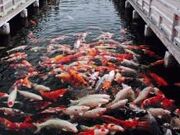 �O�i���̎ʐ^4