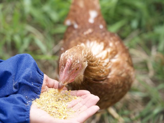 �������{�̂����b�����ė����̏W�B�A�j�}���E�F���t�F�A�ɂ��Ă��w�т܂��B�i�{�{�̌����[�N�V���b�v�j_�����x�����_�Ǝ��H��w�Z