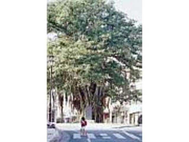 �����P�X���A������P�O�������鋐��Ȗ�_����̂Ђ�Ղ�K�W���}��