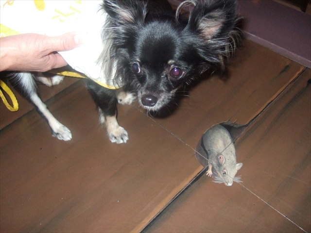 ƒ~ƒPƒ‰ƒ“ƒWƒFƒŠÙ_“ß{‚Æ‚è‚Á‚‚ [‚Ƃ҂