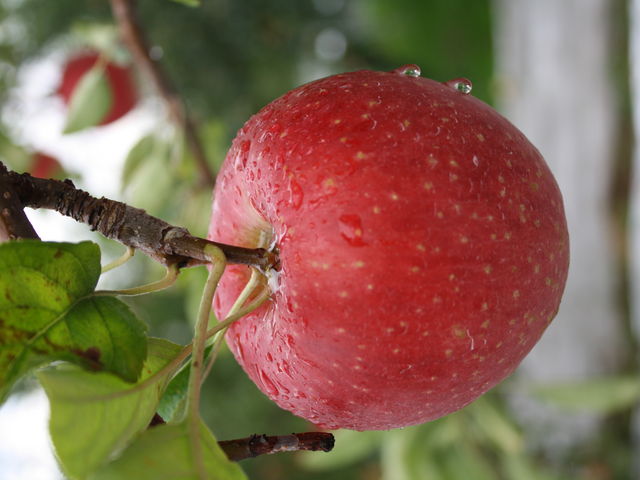 �܂邹���ʎ���