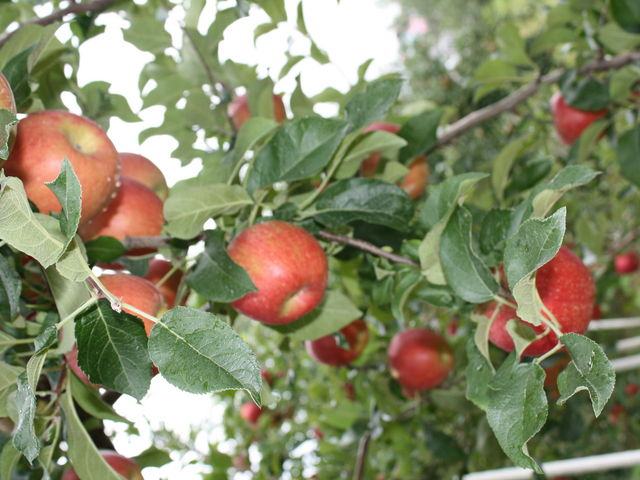 �܂邹���ʎ���