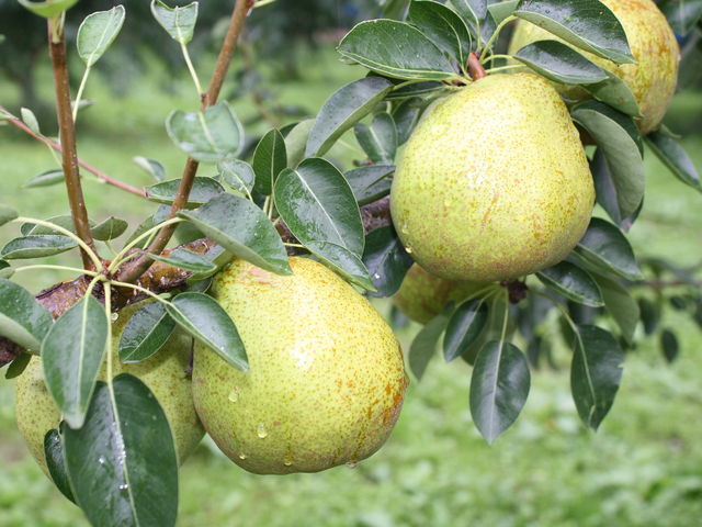 �܂邹���ʎ���