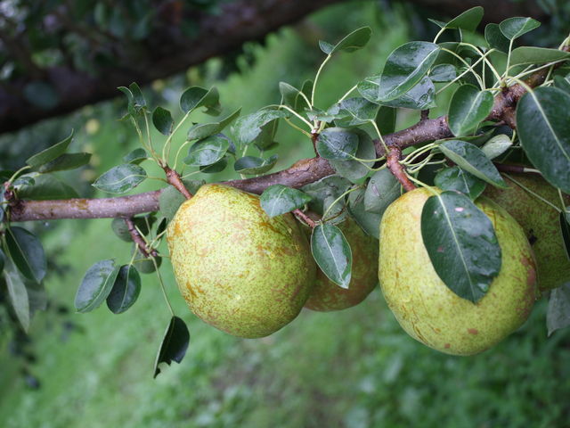 �܂邹���ʎ���