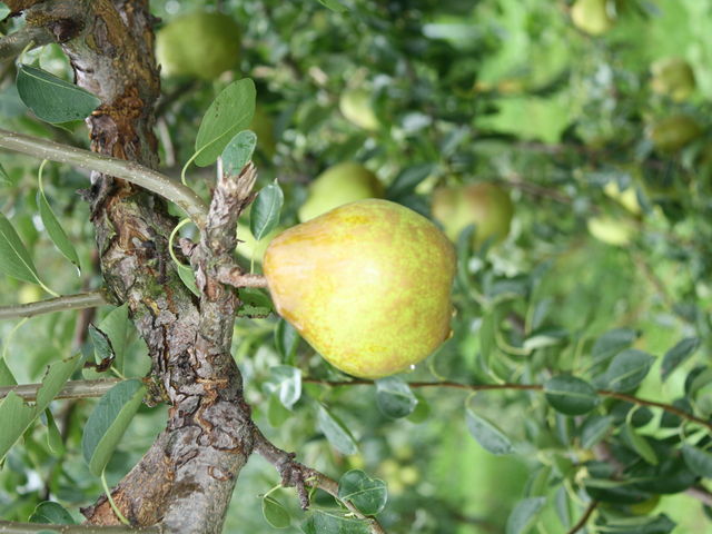 �܂邹���ʎ���