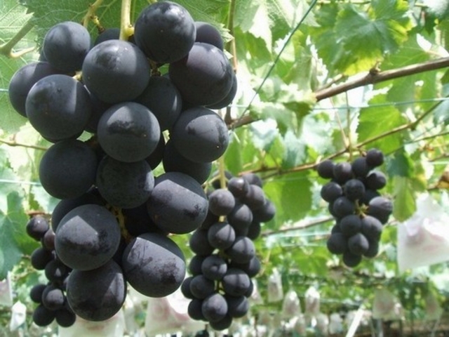 �܂邹���ʎ���