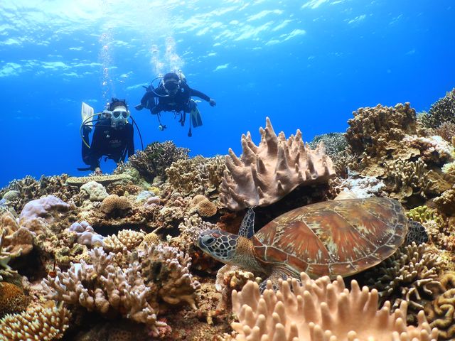 �_�C�r���O�T�[�r�X�W���~���O�̎ʐ^1