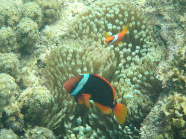 �N�}�m�~�̐e�q�����o�}���B_���΂�V�я��@����