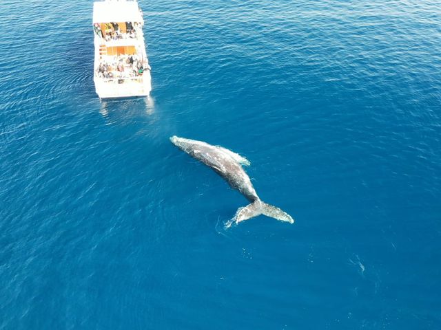 h[ŎBeINWD痣ȂII_AChN[