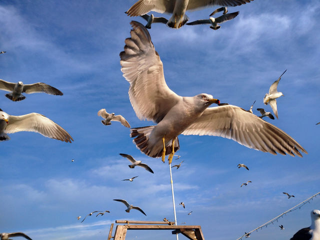 ��𕑂��u���݂˂��v�̌Q��B_���ːV��c�� ���`�D�݂炢��