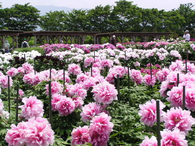 �������@�ڂ���S��W�����i5����{�`5�����{�j_��ԉ���@���ʂ̓��@�����