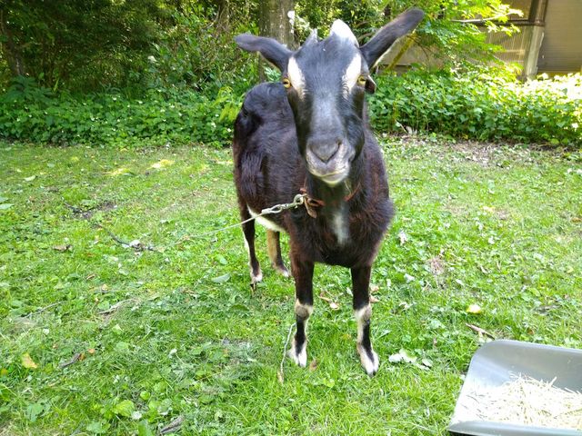 ��ɂ̓��M�̃n�`������܂�_atelier SARA