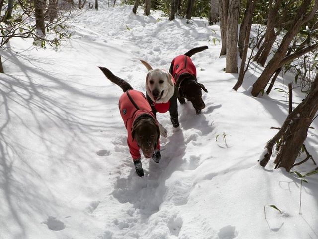 ��̒��v��������V��łˁy�ߐ{�X�m�[�V���[�z_�l�C�`���[�v���l�b�g