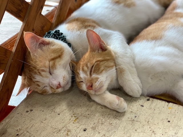 �����K���X�@�Ă����H�[