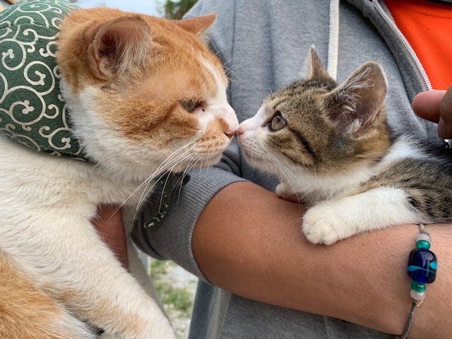 �����K���X�@�Ă����H�[