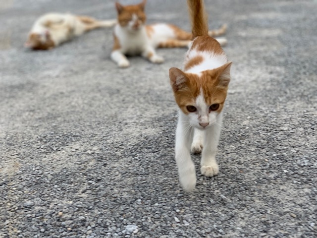 �����K���X�@�Ă����H�[