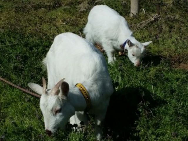 �_�ƃ��X�g�����@�܂˂��L�i�_�Ƒ̌��j