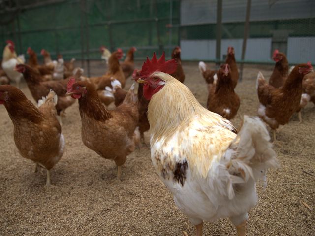 �_�ƃ��X�g�����@�܂˂��L�i�_�Ƒ̌��j