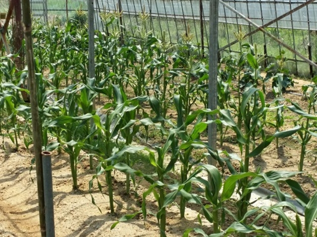 �_�ƃ��X�g�����@�܂˂��L�i�_�Ƒ̌��j