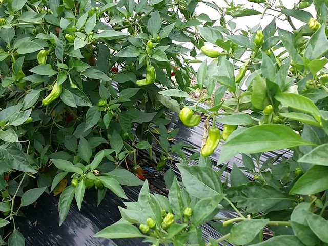 �_�ƃ��X�g�����@�܂˂��L�i�_�Ƒ̌��j